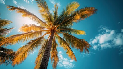 Tropical Palm Tree Under Sunny Sky (2)