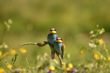 abejarucos en primavera