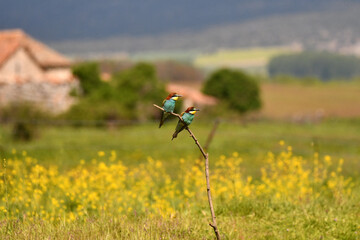 abejarucos en primavera