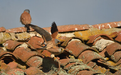 cernicalos primillas en los tejados