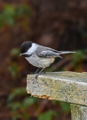 great tit parus major