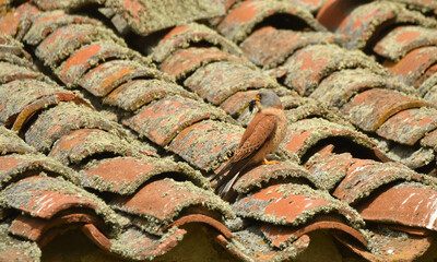 cernicalos primillas en los tejados