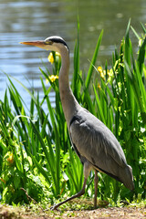 Blue heron by the water