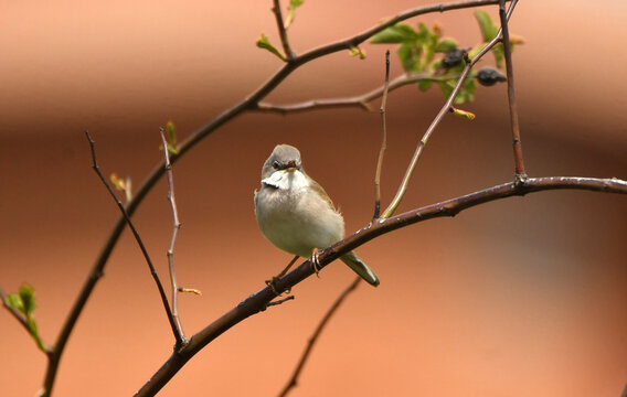 curruca posa en la zarza