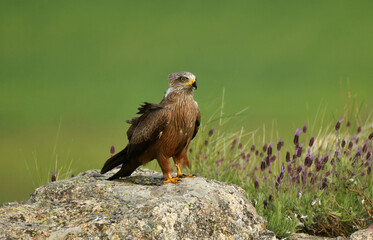 milanos en primavera en el campo