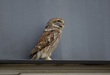 A little owl (Athene noctua) standing alert on a building ledge. A rare urban encounter with this nocturnal bird in Korea.

