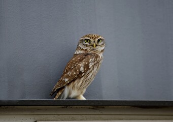 A little owl (Athene noctua) standing alert on a building ledge. A rare urban encounter with this nocturnal bird in Korea.


