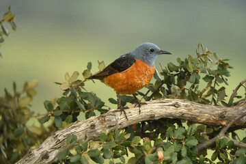 roquero rojo en primavera
