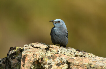 roquero solitario en primavera