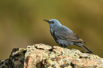 Obraz premium roquero solitario en primavera