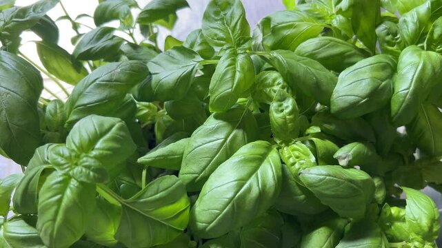 Basil plants with green leaves, tracking shot in top view on basil leaves