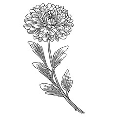 Elegant vector illustration of a single chrysanthemum flower with detailed stem and leaves, showcasing intricate line art style.