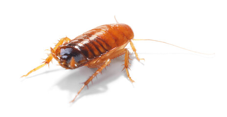 One cockroach on white background. Pest control