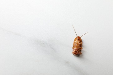 One cockroach on white marble table, top view. Space for text