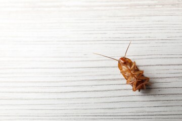 One cockroach on white wooden table, top view. Space for text