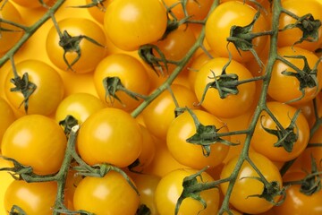 Many yellow cherry tomatoes as background, top view