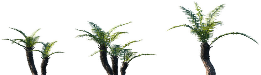 Set of Brainea insignis (commonly called the Cycad-fern or Brainea Cycad) frontal isolated png on a transparent background perfectly cutout high resolution