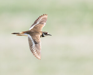 A Killdeer flies over the Wyoming prairie.
