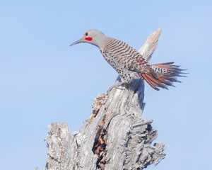 A male Northern Flicker fans out his colorful tail feathers.