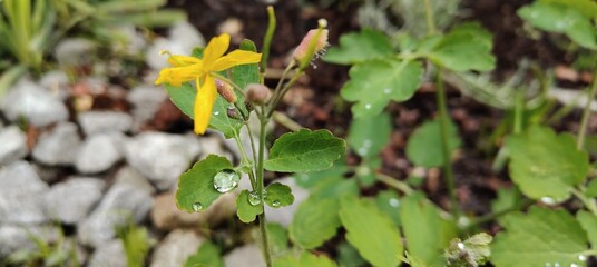 yellow flower in the garden