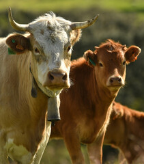 vacas en el campo