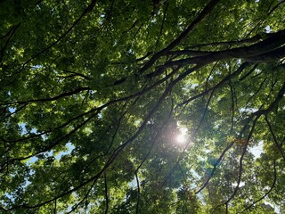 Fototapeta premium Beautiful tree crown with green leaves as background, closeup