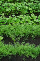 Young dill and parsley growing on the same bed in a greenhouse or garden. Concept of growing organic natural herbs and spices.
