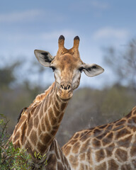Naklejka premium Giraffe portrait - Kruger National Park, South Africa