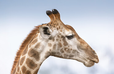 Giraffe portrait - Kruger National Park, South Africa