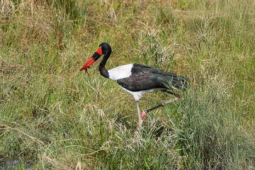 Saddle-billed Stork with a frog -  Kruger National Park, South Africa
