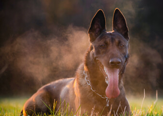 Belgian Malinois Power auf vier Pfoten