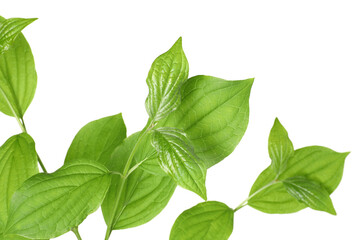 Fototapeta premium Branches with green leaves isolated on white