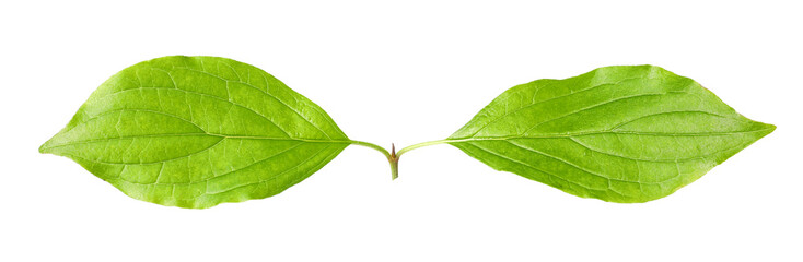 Obraz premium Branch with green leaves isolated on white