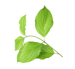 One branch with green leaves isolated on white