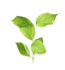 Fototapeta premium One branch with green leaves isolated on white