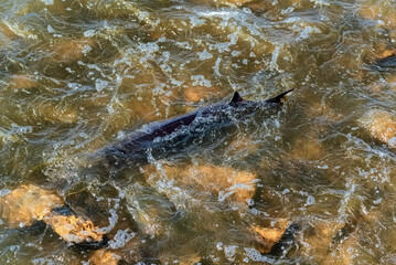 Naklejka premium Lake Sturgeon Spawning At The Fox River Dam And Rapids At De Pere, Wisconsin, In Spring