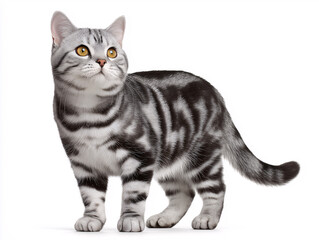American shorthair cat standing, full body, on a white background.