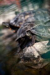 Fototapeta premium Turtles resting on a rock at a wildlife sanctuary, captured in natural daylight. Peaceful moment in animal conservation environment.