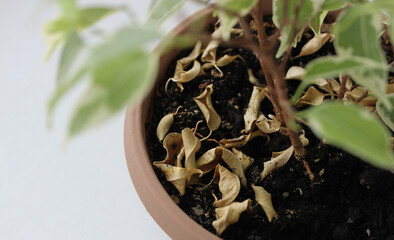 Seasonal change of leaves of ornamental plant in clay pot  
