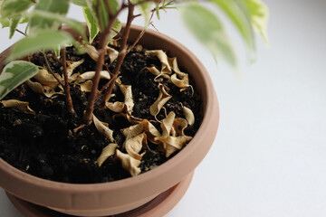 Dead leaves on the ground under new green leaves of a potted houseplant 
Seasonal change of leaves of ornamental plant in clay pot  
