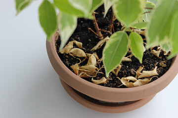 Dry Leaves of Home Plant Falls on a Soil inside a Pot on White Windowsill. Home Plants Care Stock Photo