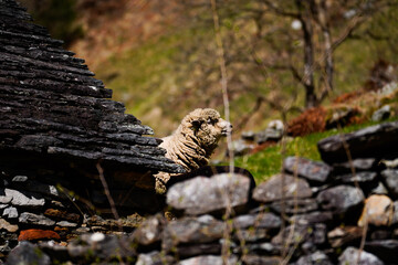 Sheep in The Swiss 