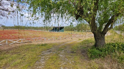 Rustic Countryside Scene with Large Tree and Small Wooden Stable Behind White Fence