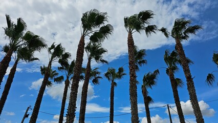 Tall Palm Trees Blowing in Wind Against Blue Sky – Tropical Landscape Scene