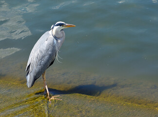 Grey Heron standing in shallow water