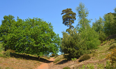 Trees  and path on the heath  Oak, Pine and Birch trees