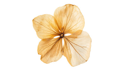 Naklejka premium Flat Flower With petals PNG