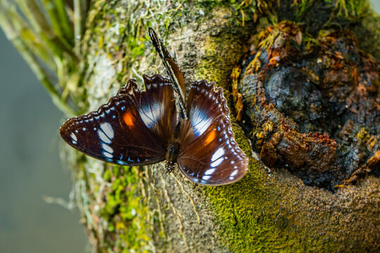 Hypolimnas bolina - Varied Eggfly mating on a tree during the day.