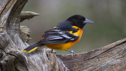 Beautiful black and orange male Baltimore Oriole on driftwood with green background