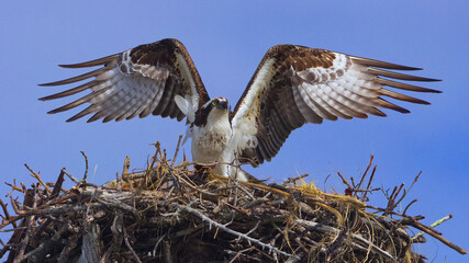 Majestic Osprey on nest with wings spread out waiting for its mate.